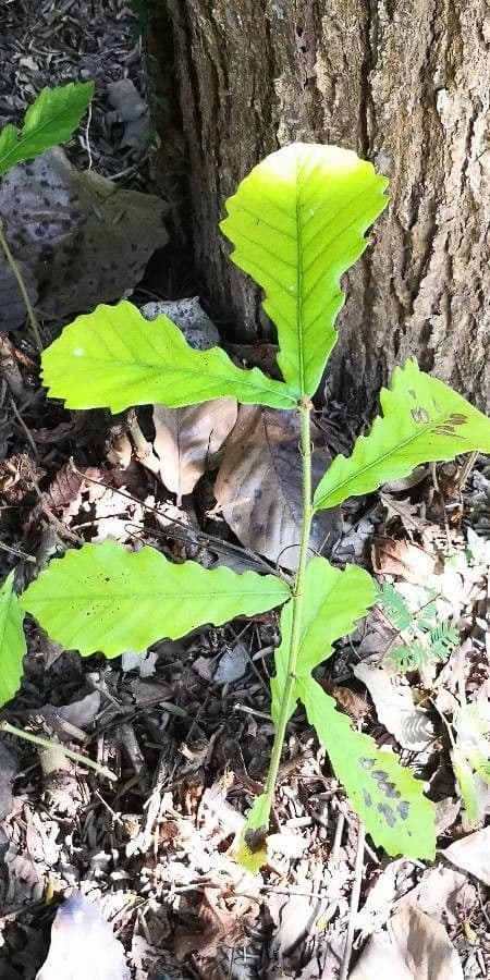 Quercia 5