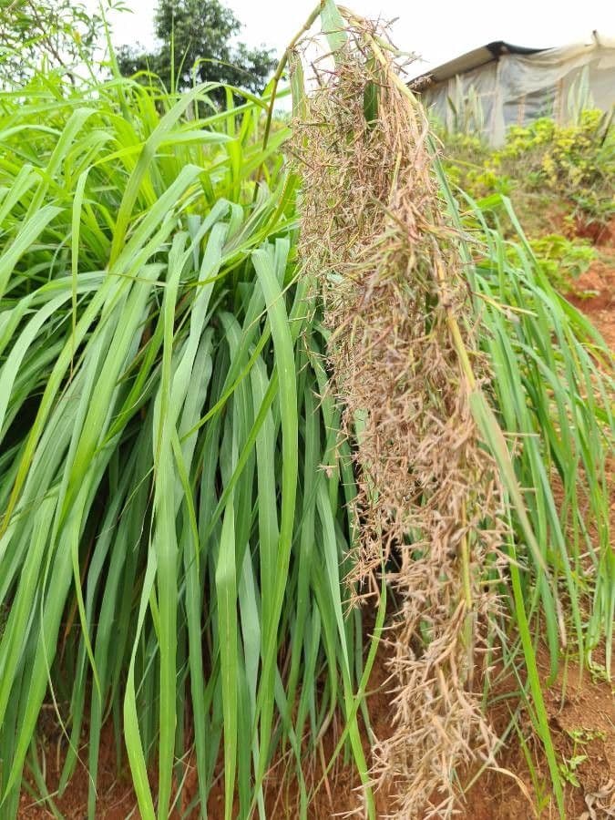 Cymbopogon nardus