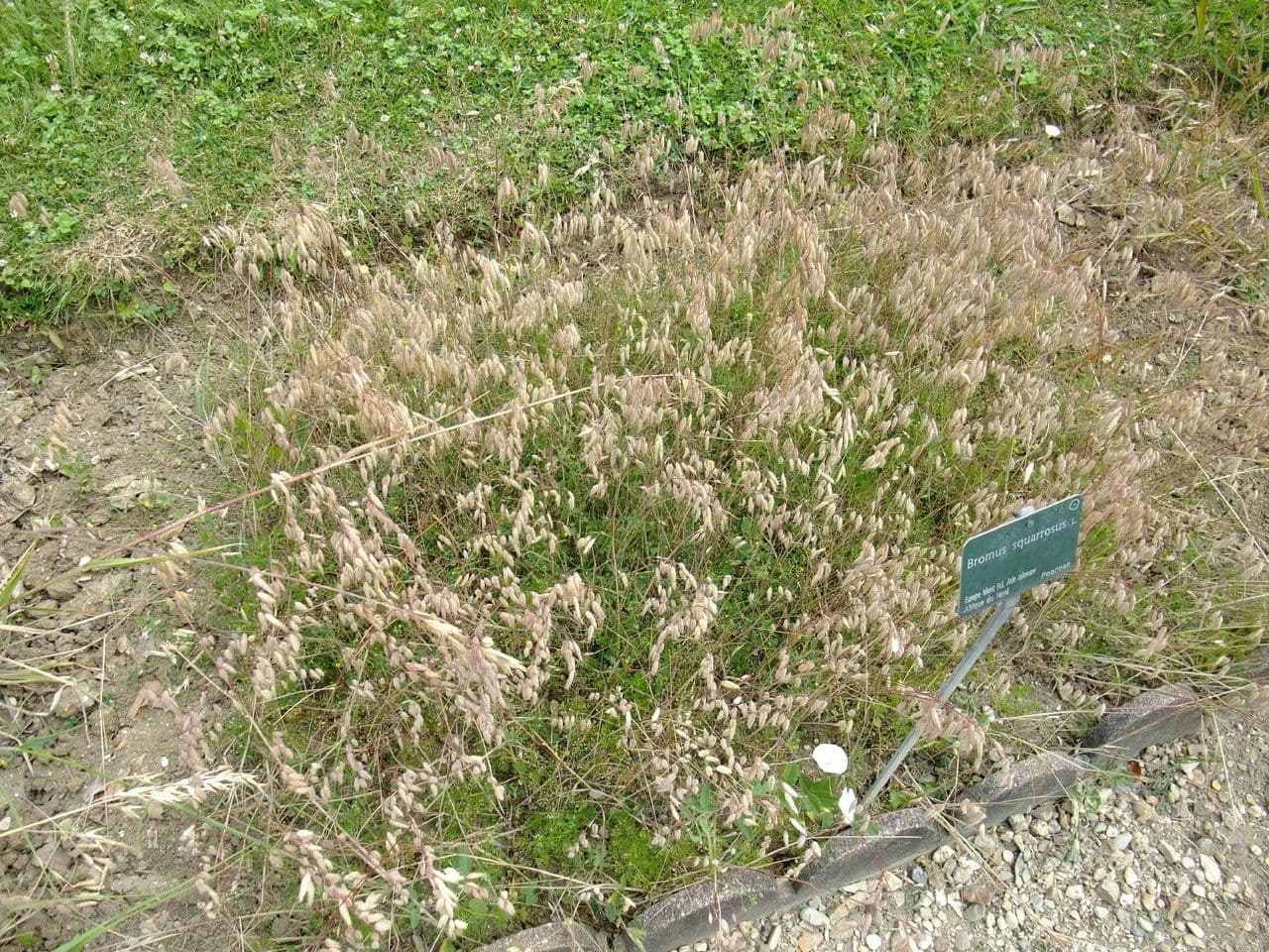 Bromus squarrosus 13