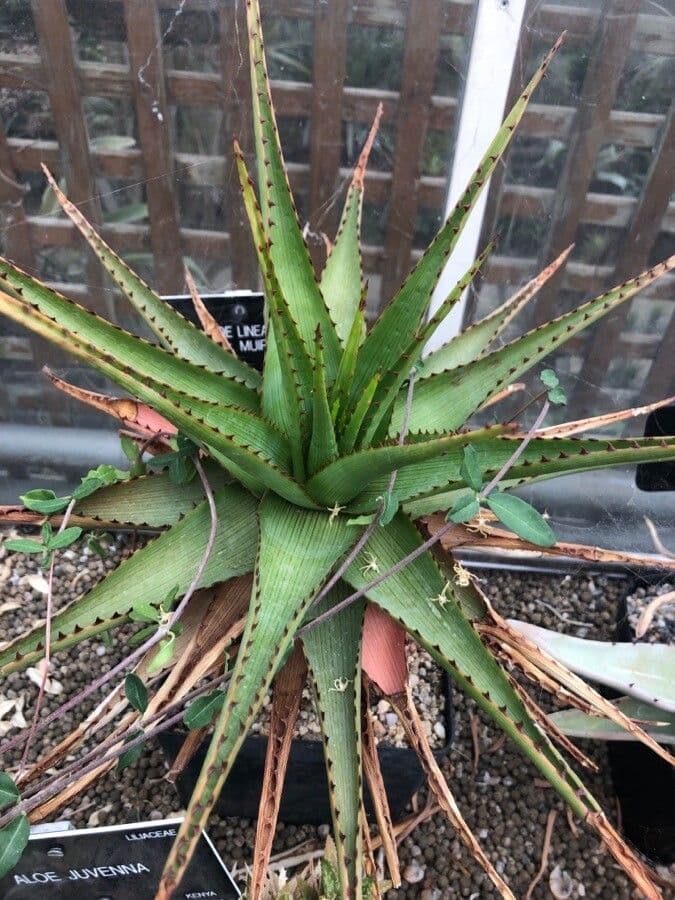 Aloe a righe 2