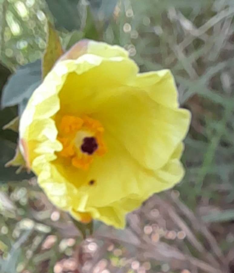 Malvavisco