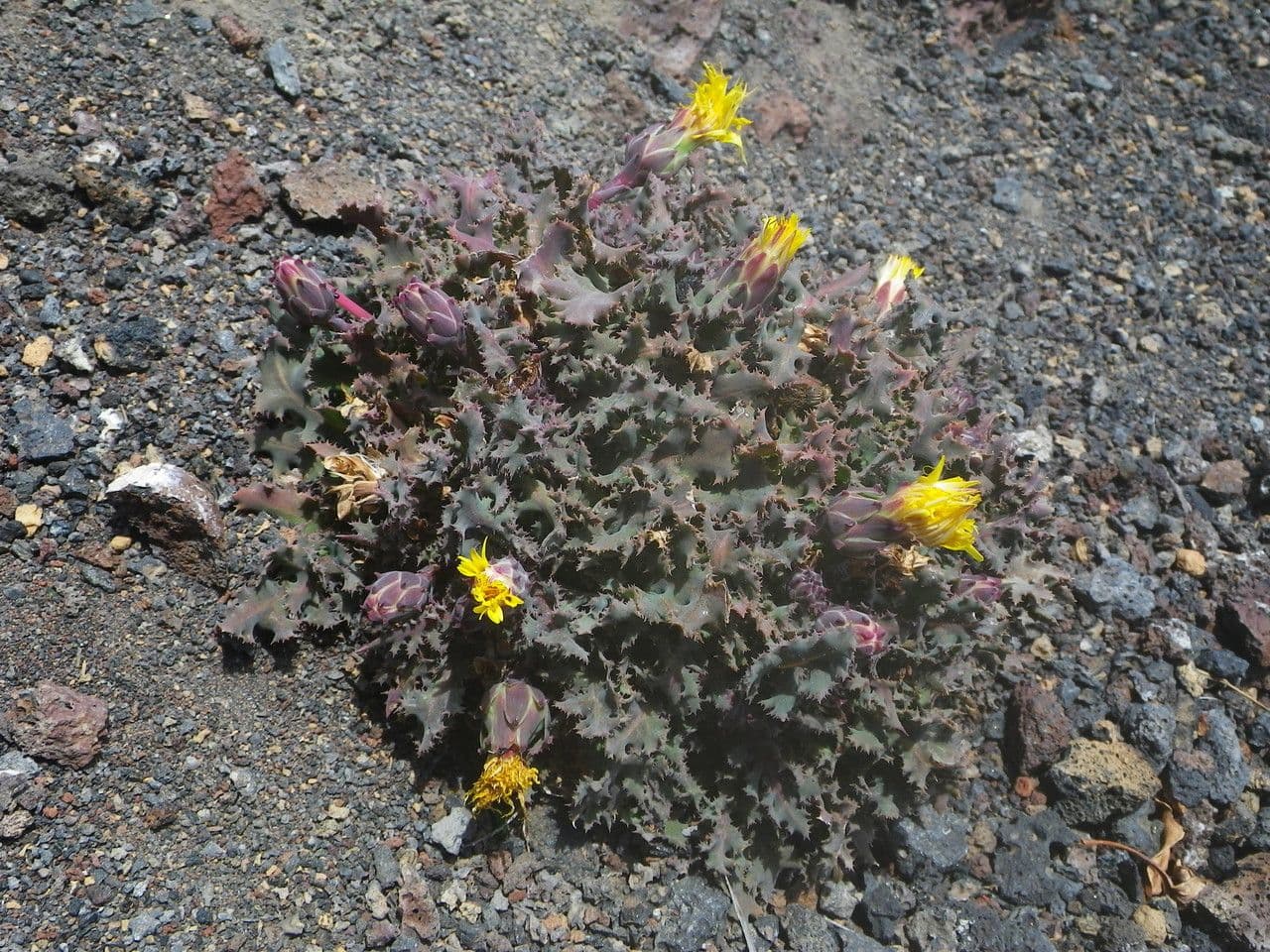 Reichardia 2