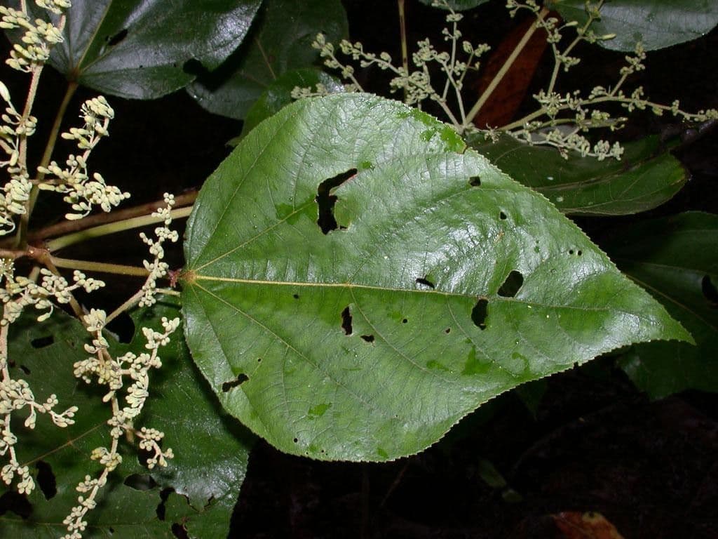 Heliocarpus 16