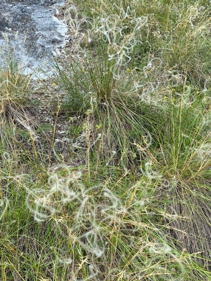 Estipa 15