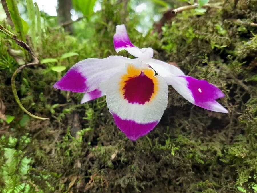 Dendrobium