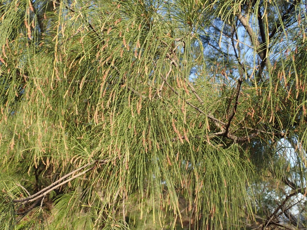 Casuarina equisetifolia 29