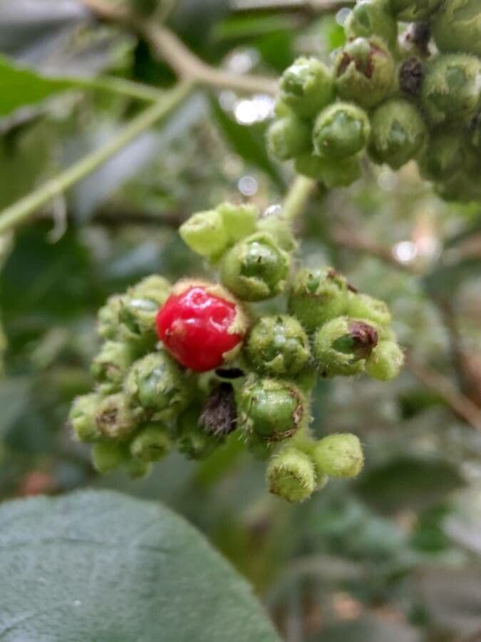 Lantana canescens