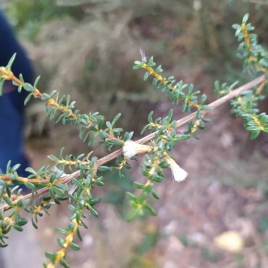Olearia