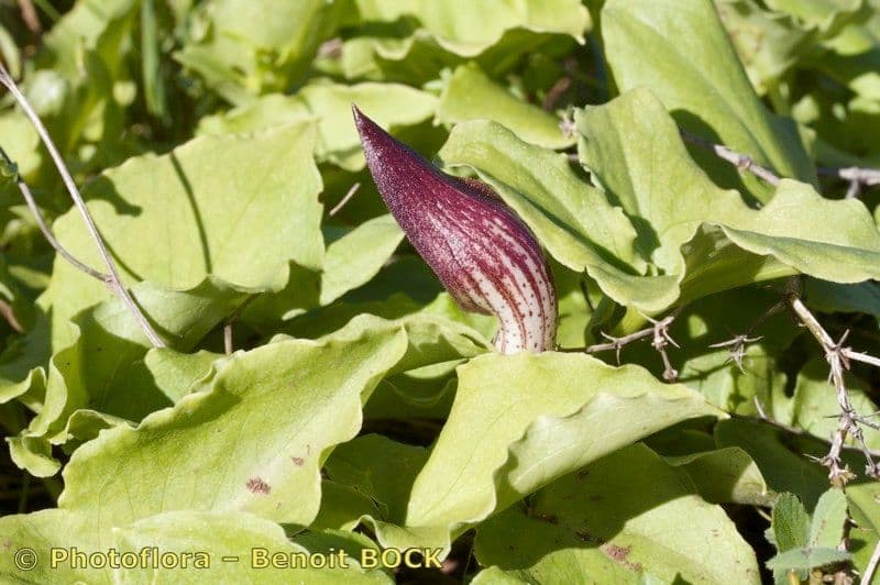 Arisarum