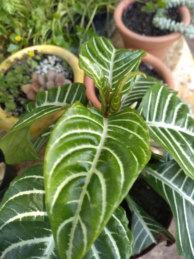 Aphelandra 20