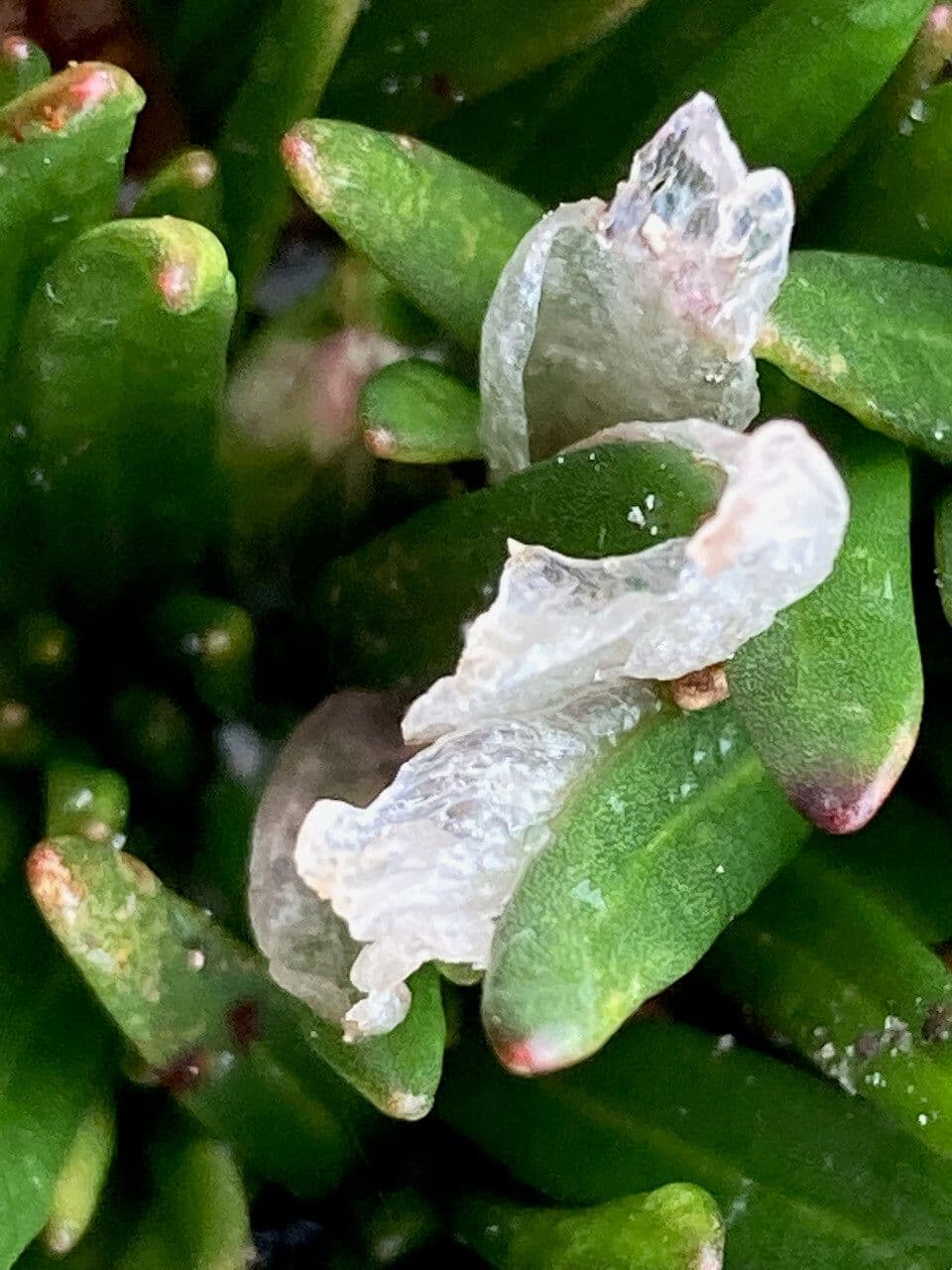 Calandrinia acaulis 5