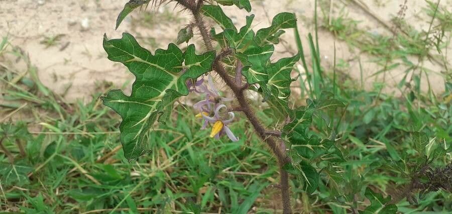 Psian palinacanthum 13