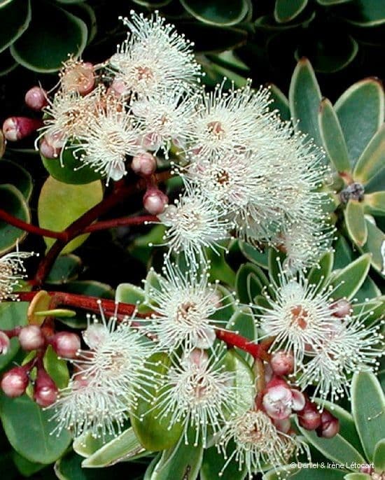 Syzygium 7
