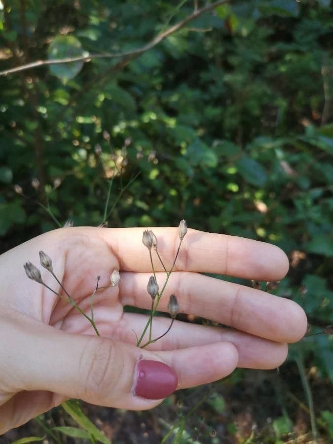 Gipsofila paniculada