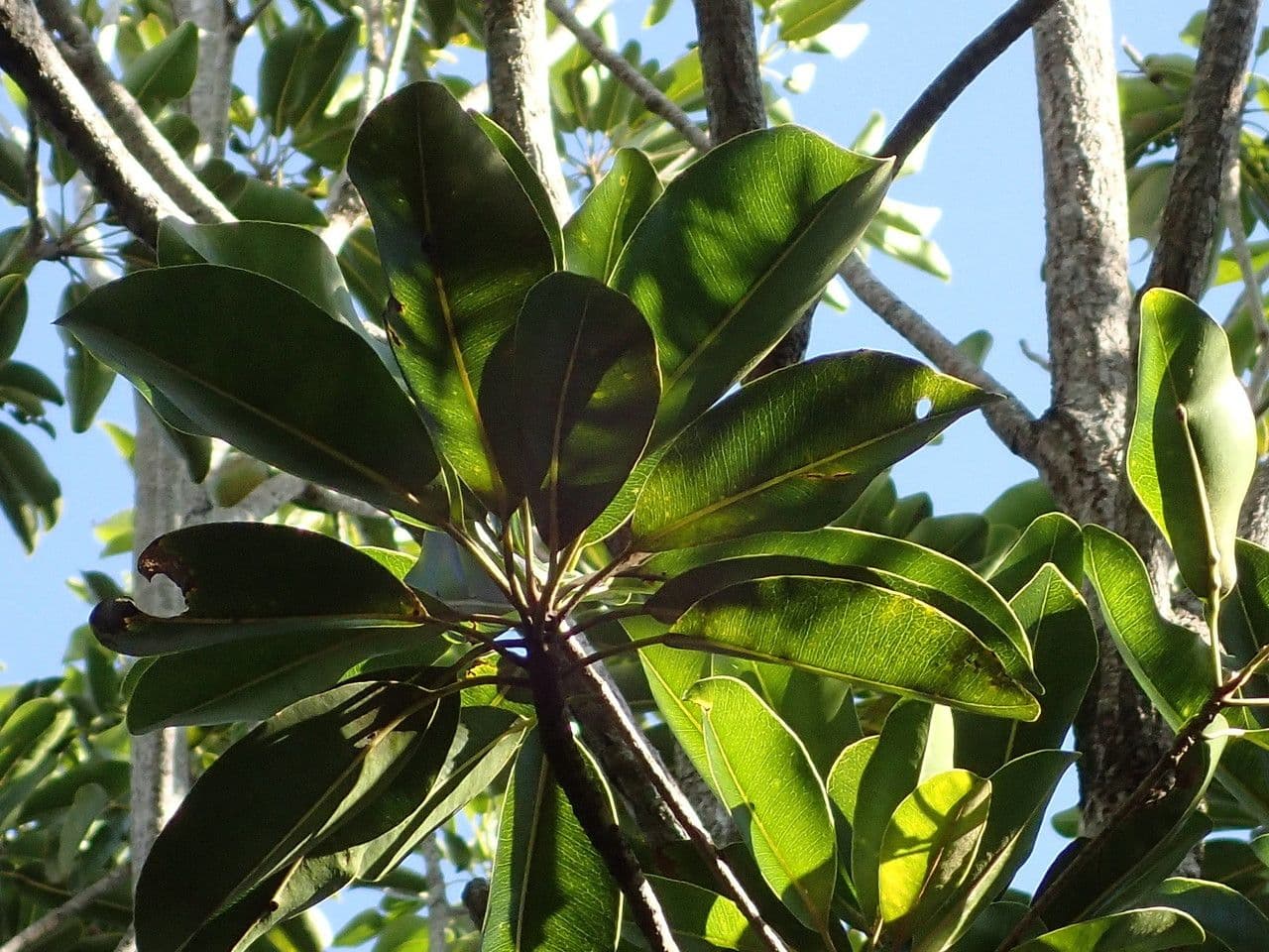 Mimusops balata 21