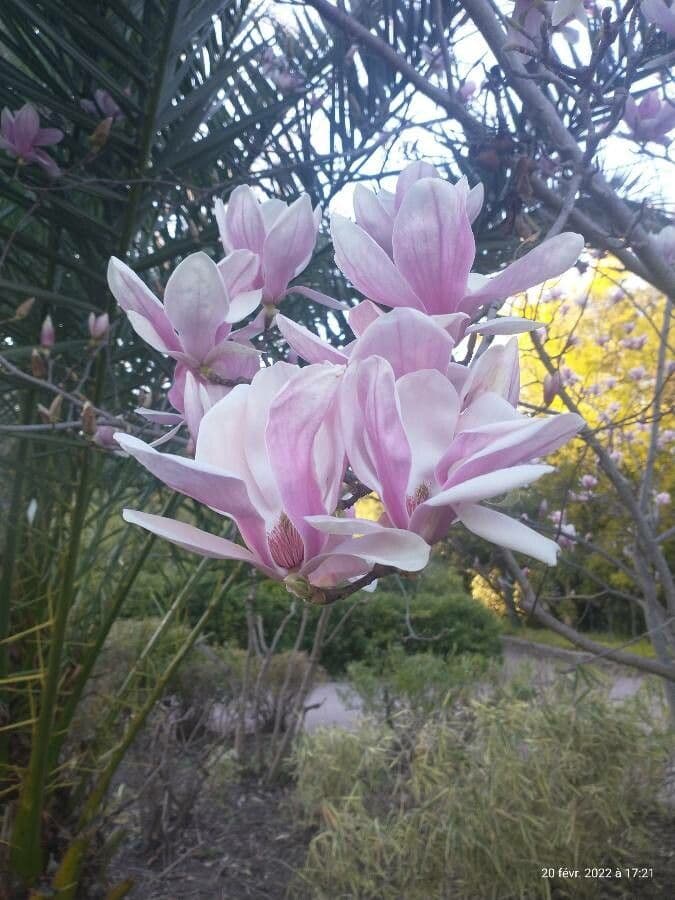 Soulanges-Magnolie 6