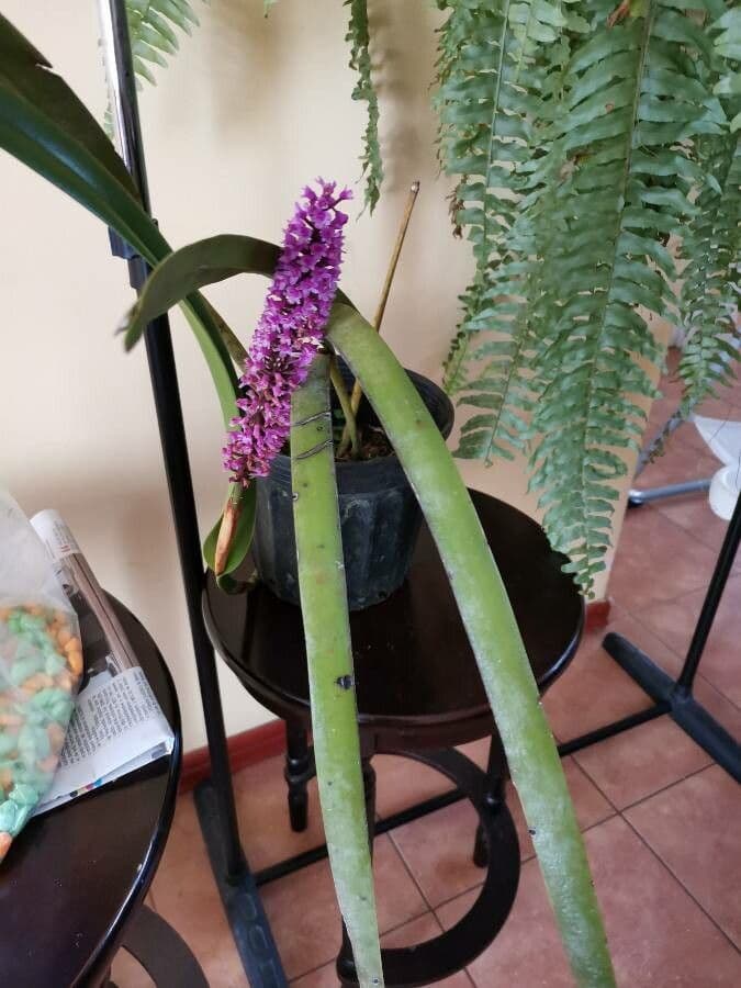 Arpophyllum 3
