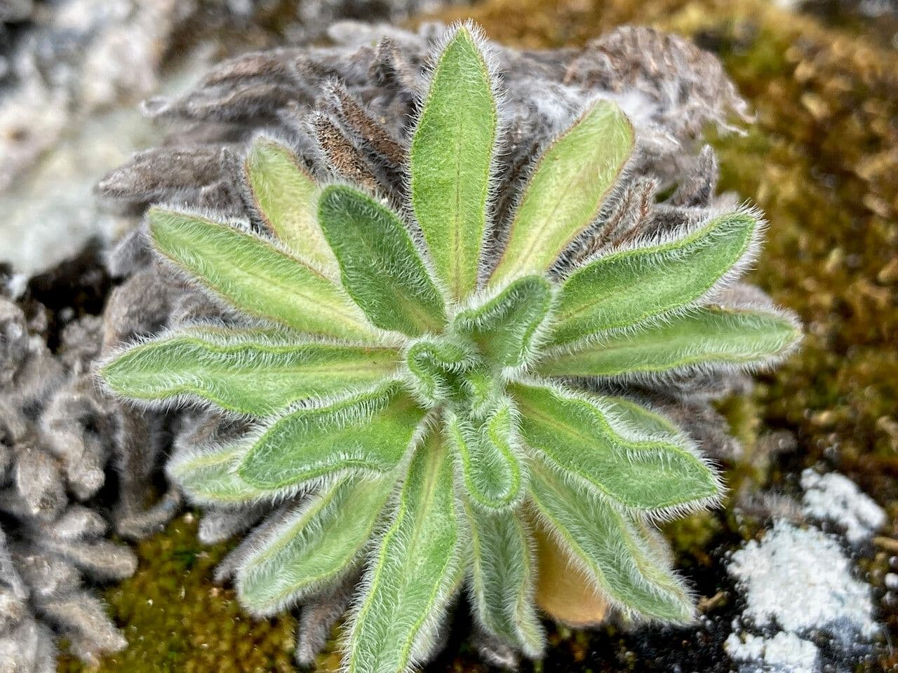 Erigeron 14