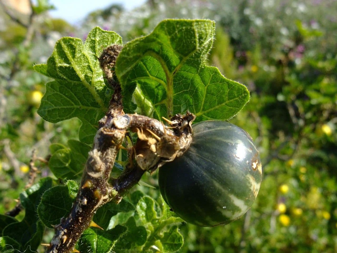 Solanum 2