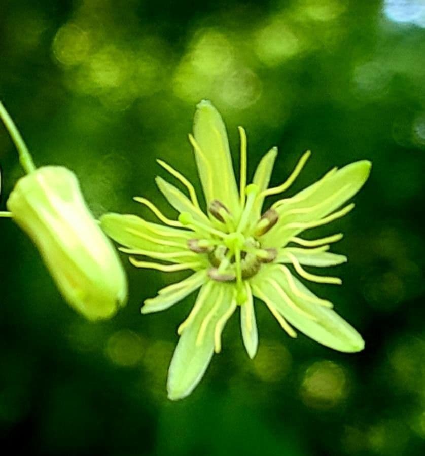 Passiflore jaune 19