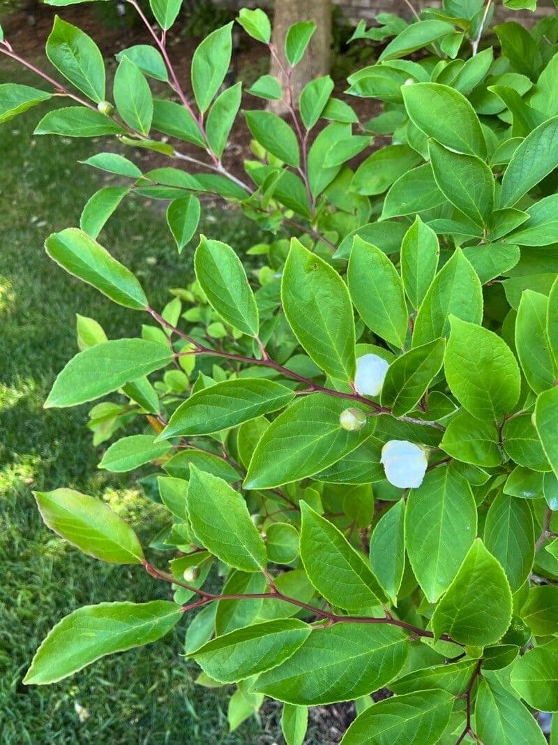 Stewartia monadelpha 12