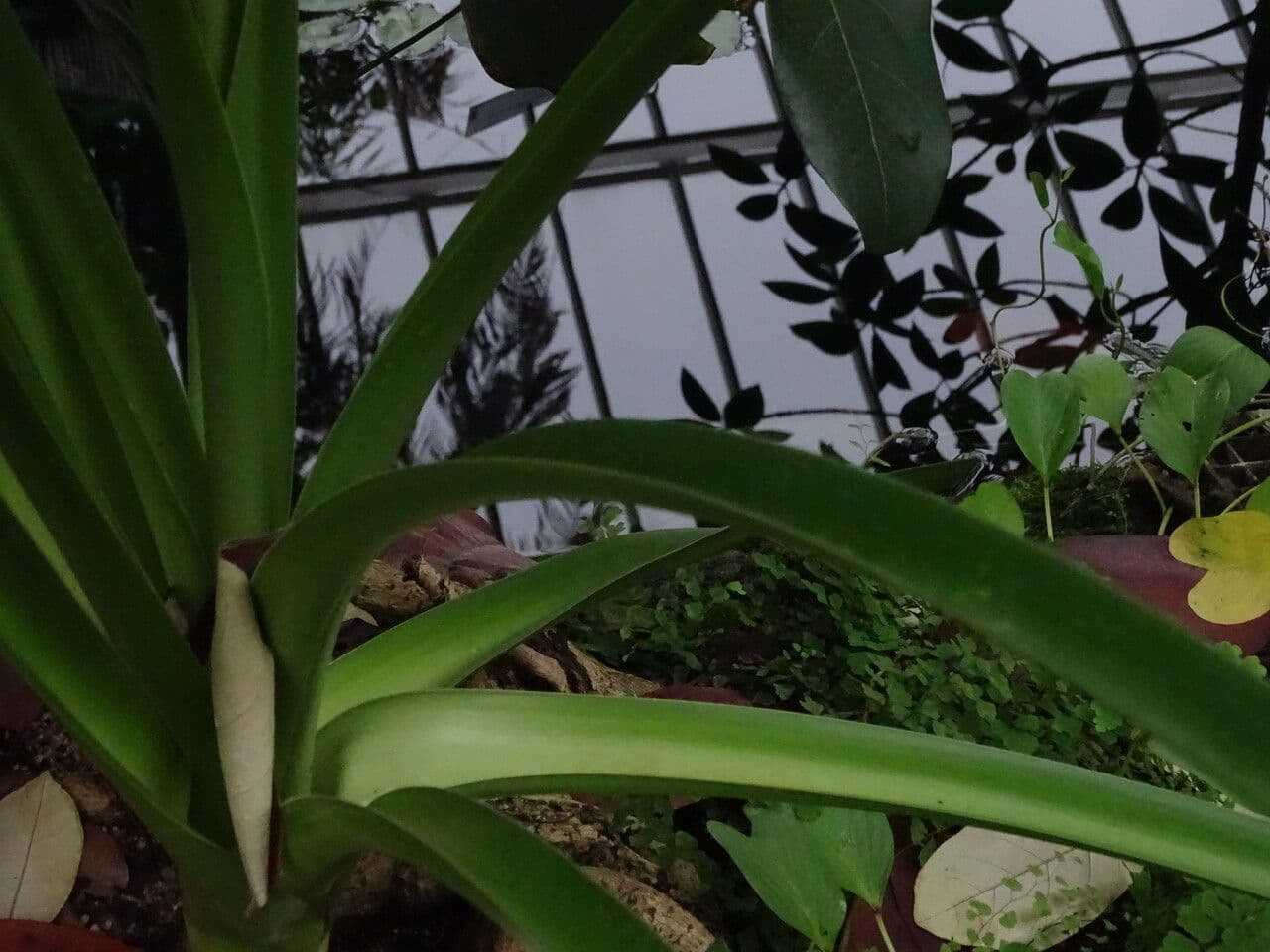 Lis Crinum