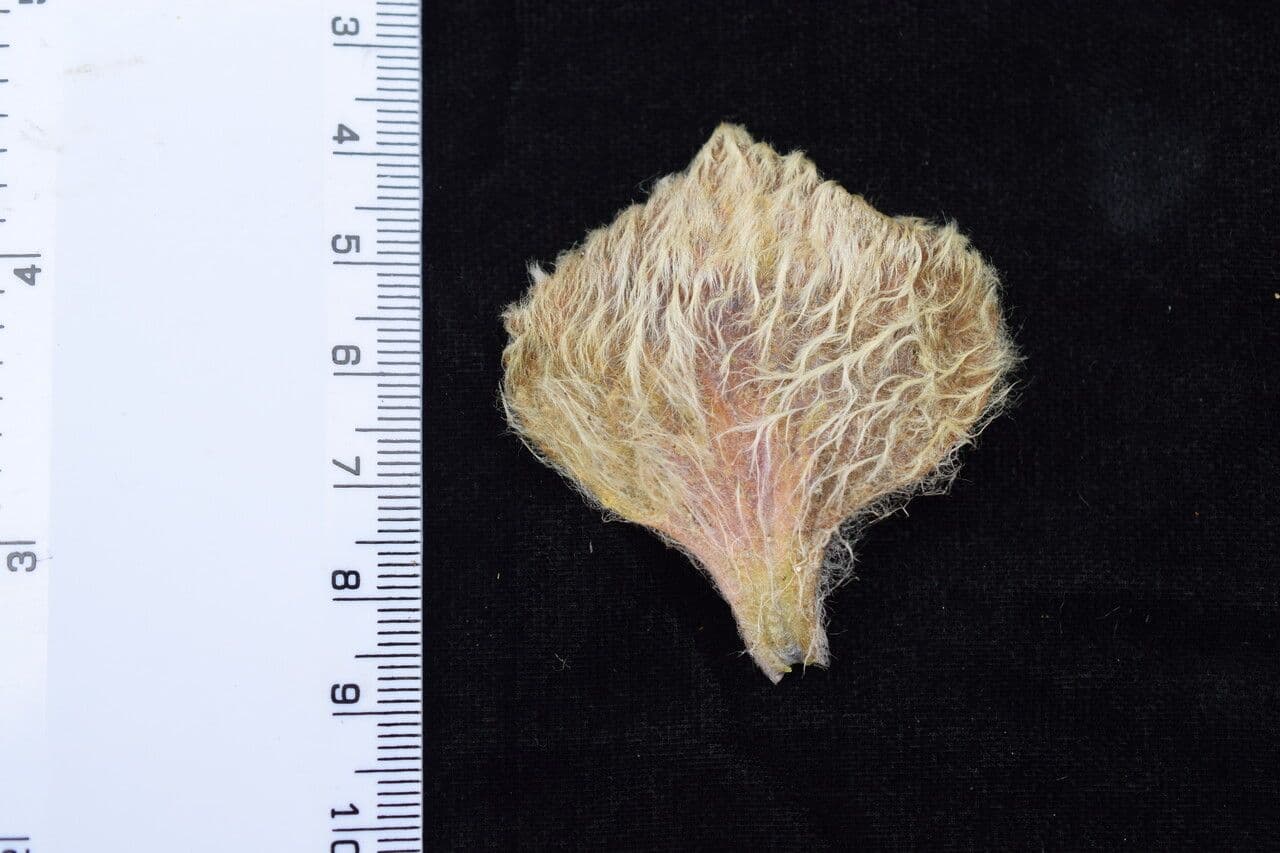Eriophyton 7