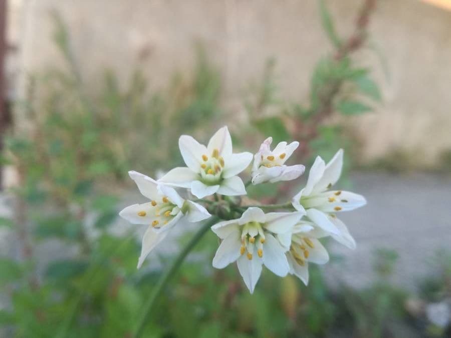 Nothoscordum 24