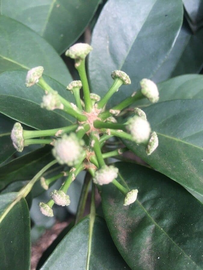 Dendropanax 3