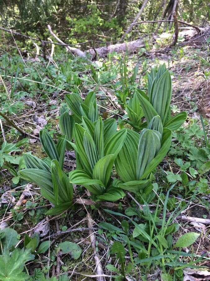 Vedegambre blanco 26