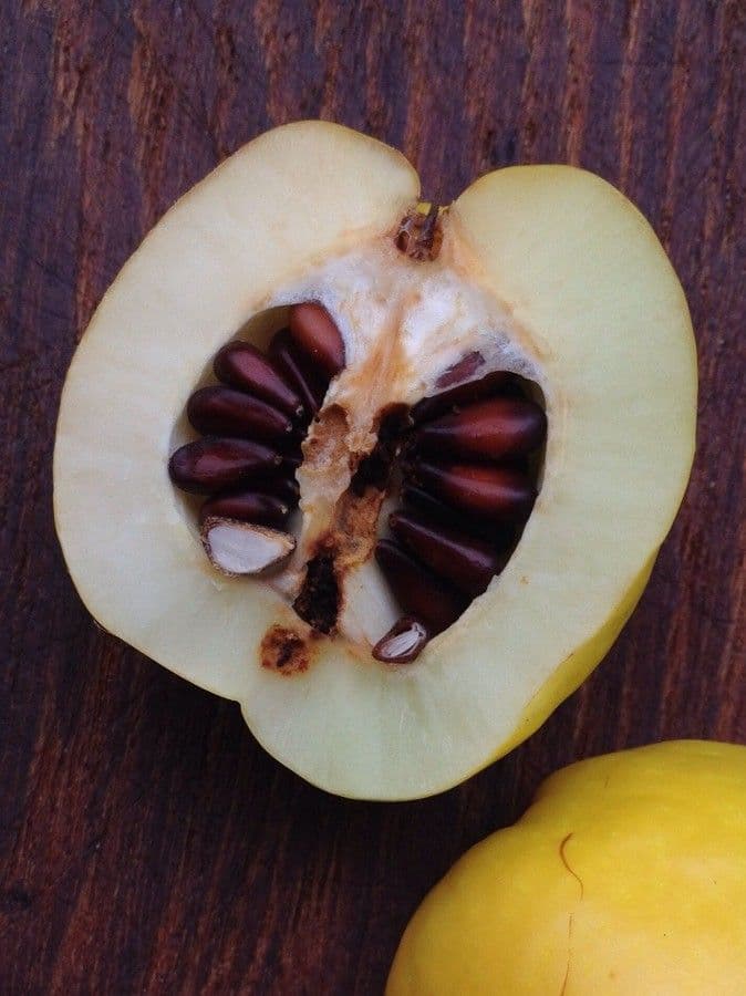 Cotogno giapponese