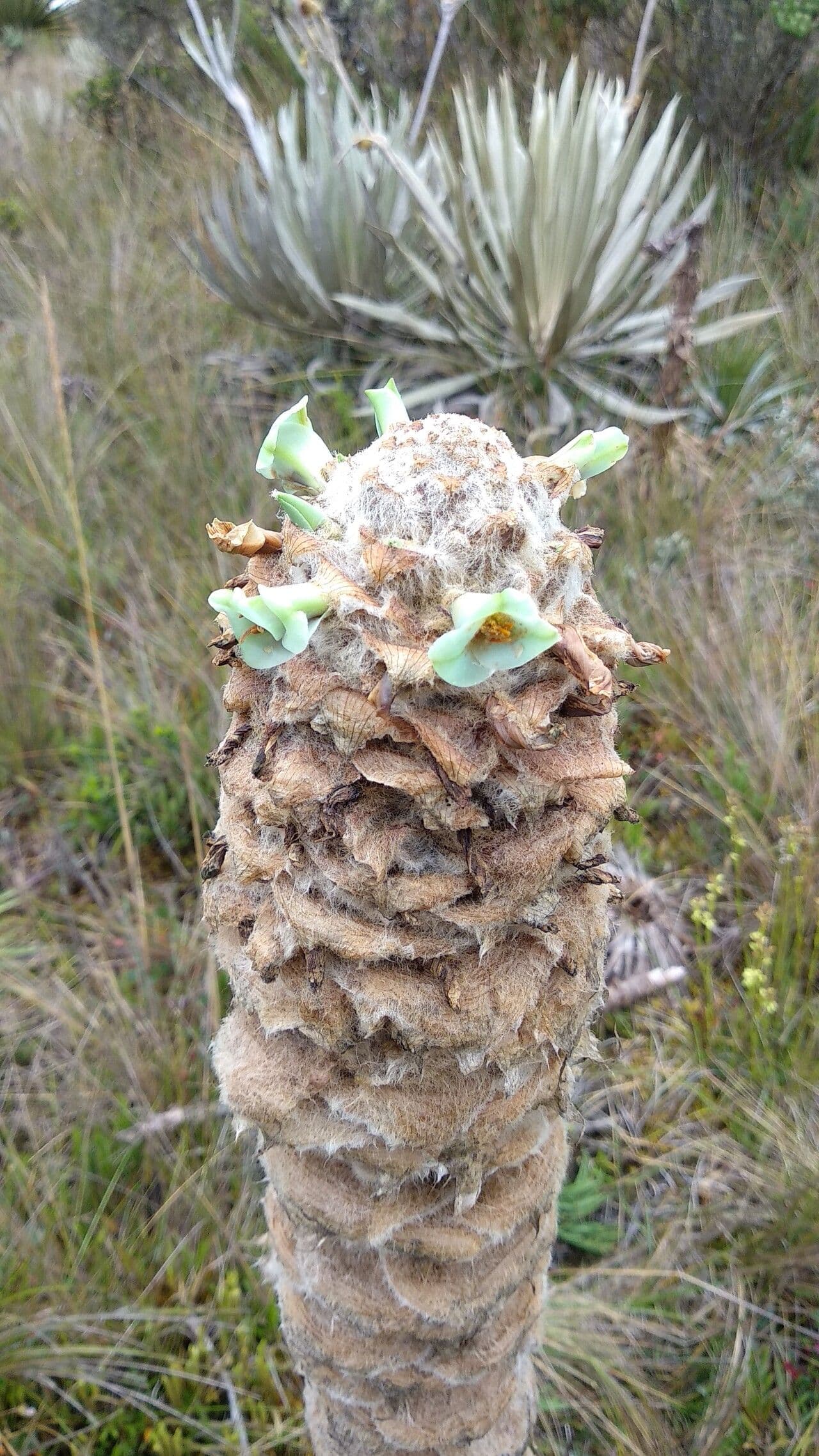 Puya 4