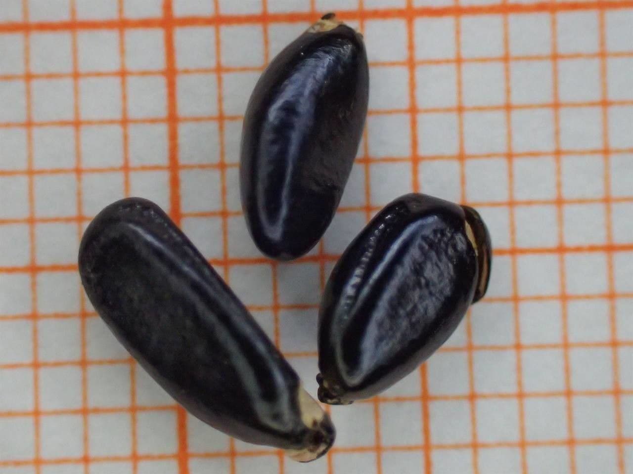 Bosso sempreverde 26