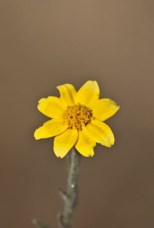 Pseudobahia