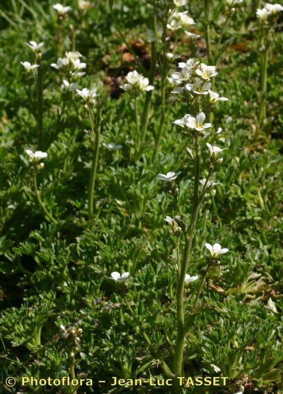Saxifraga 21