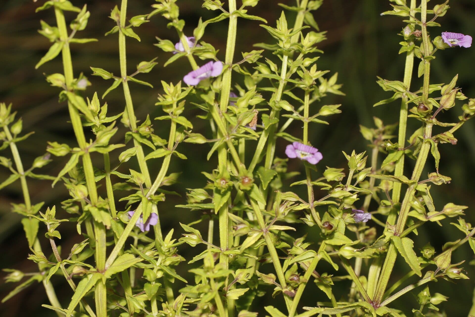 Bacopa laxiflora 2