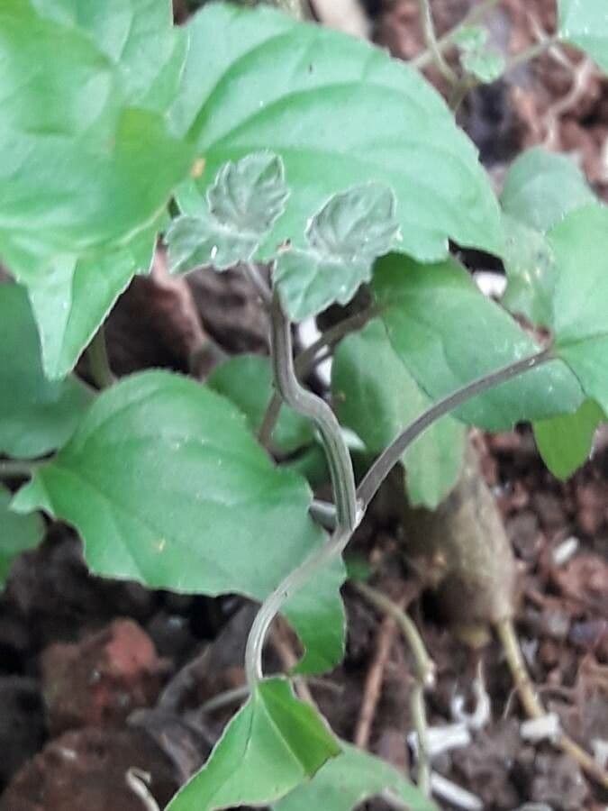 Scutellaria 21