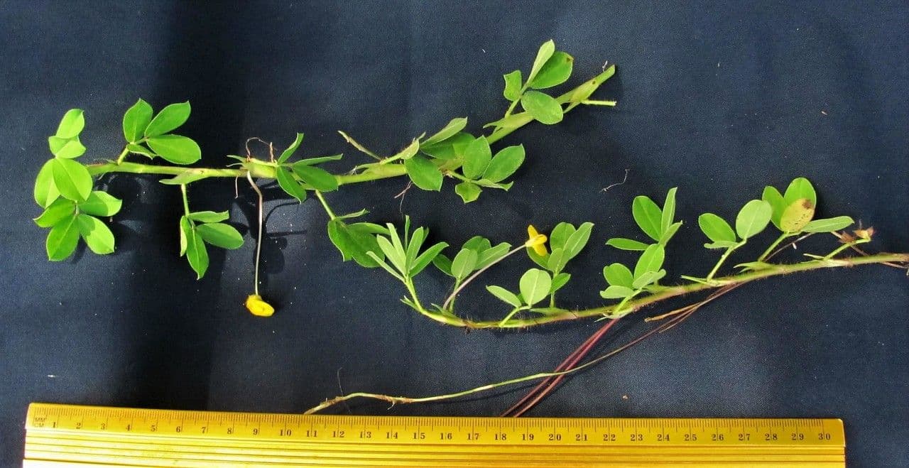 Arachis pintoi 19