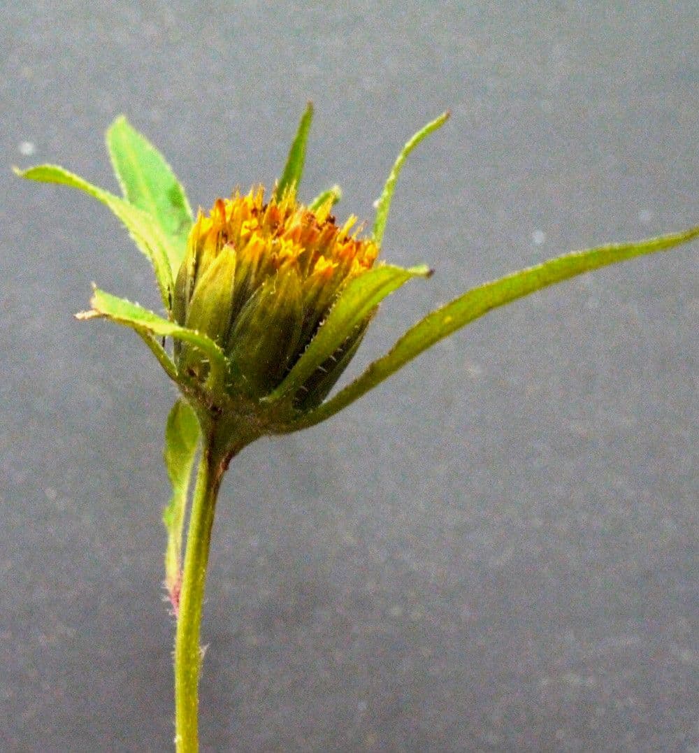 Bidens radiata 6
