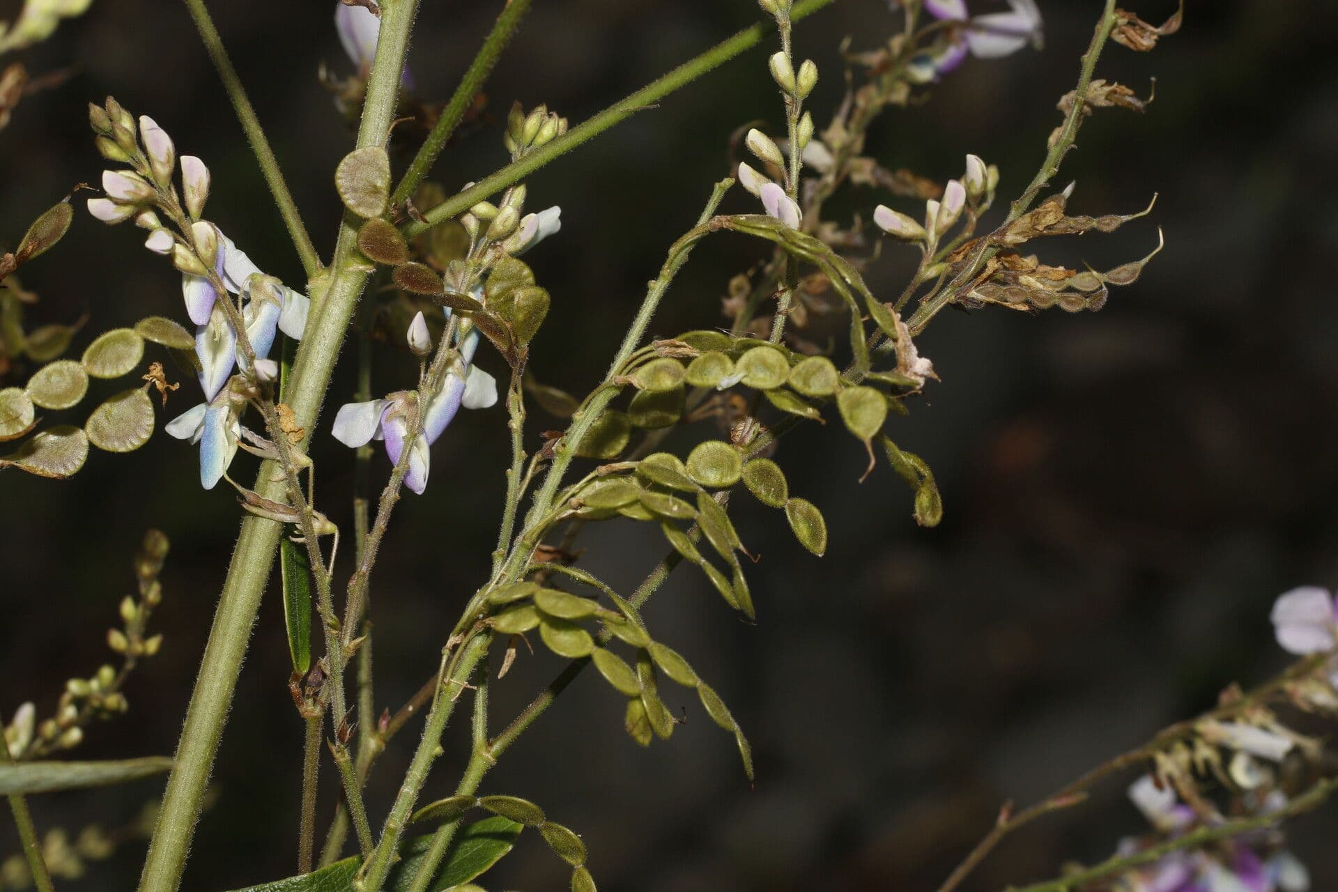 Desmodium cajanifolium 6