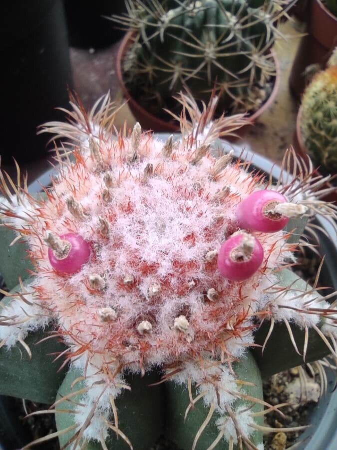 Melocactus nain 5