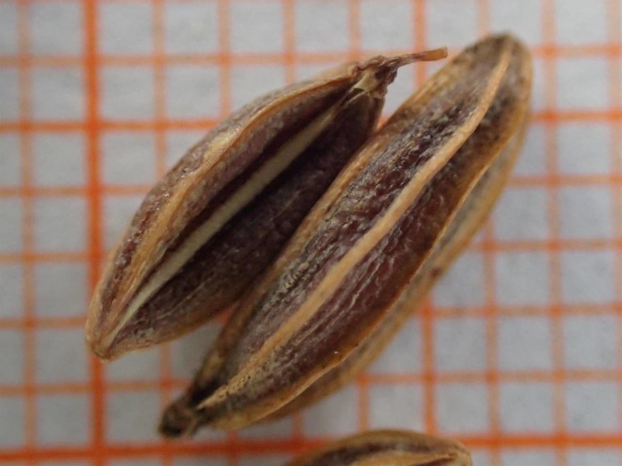 Finocchiella 25