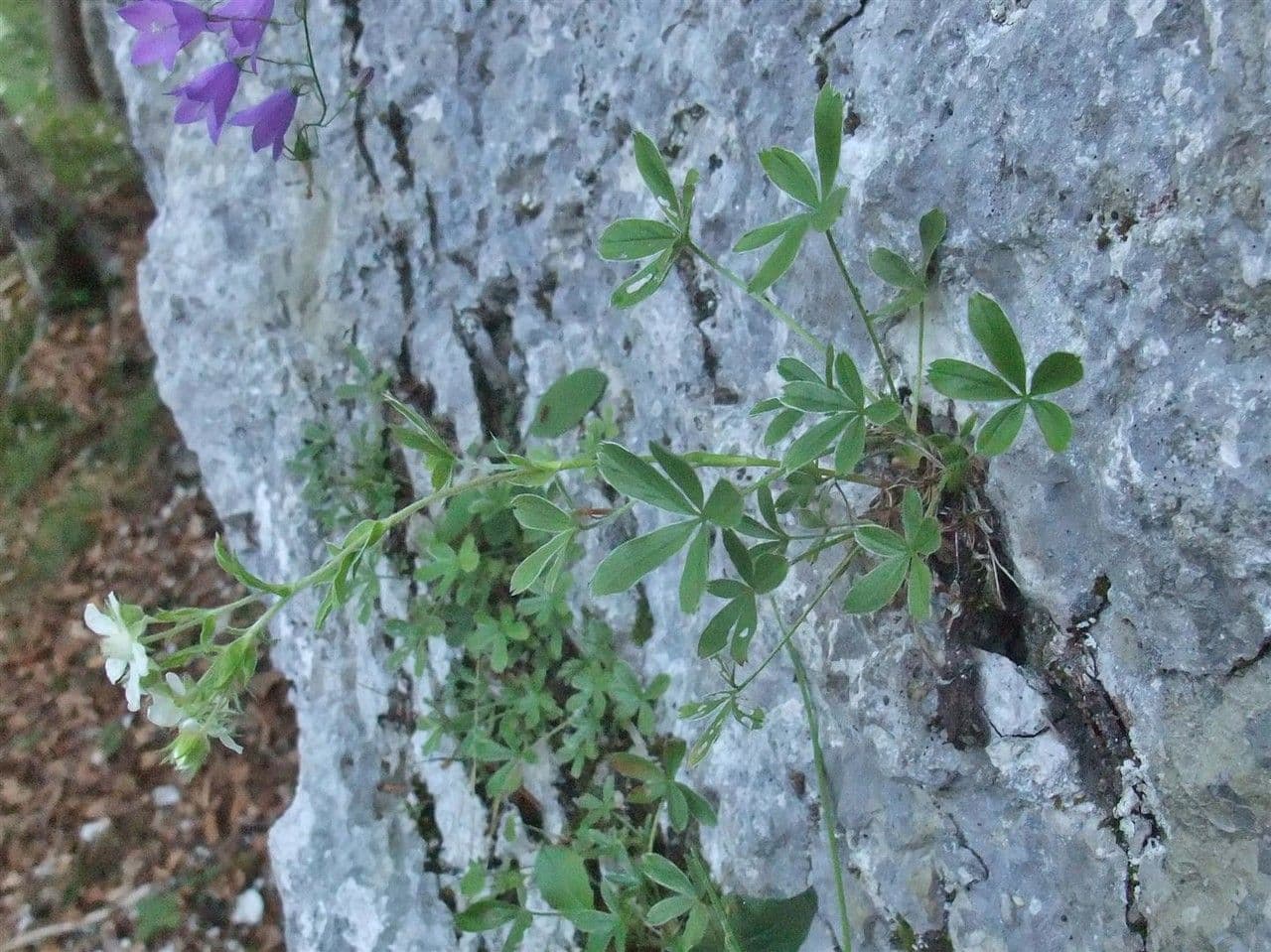 Mochna lodyžnatá 13