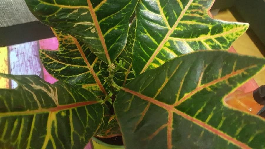 Croton variegato 17