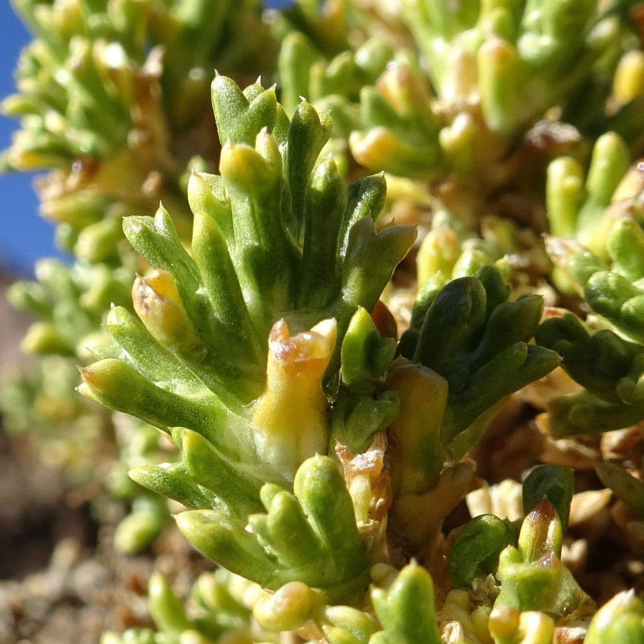 Xenophyllum pseudodigitato 5
