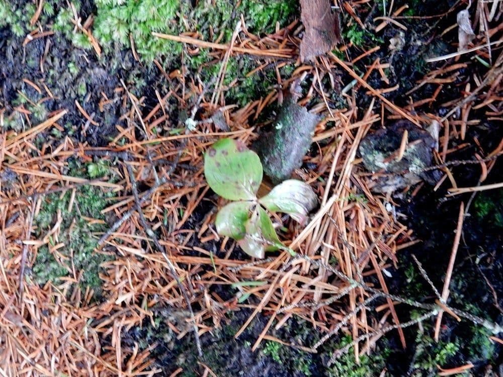 Cornus de Canadá 22