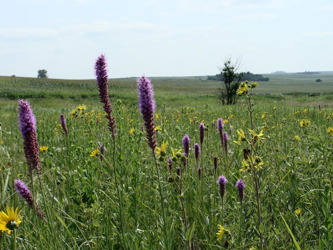 Liatris 8