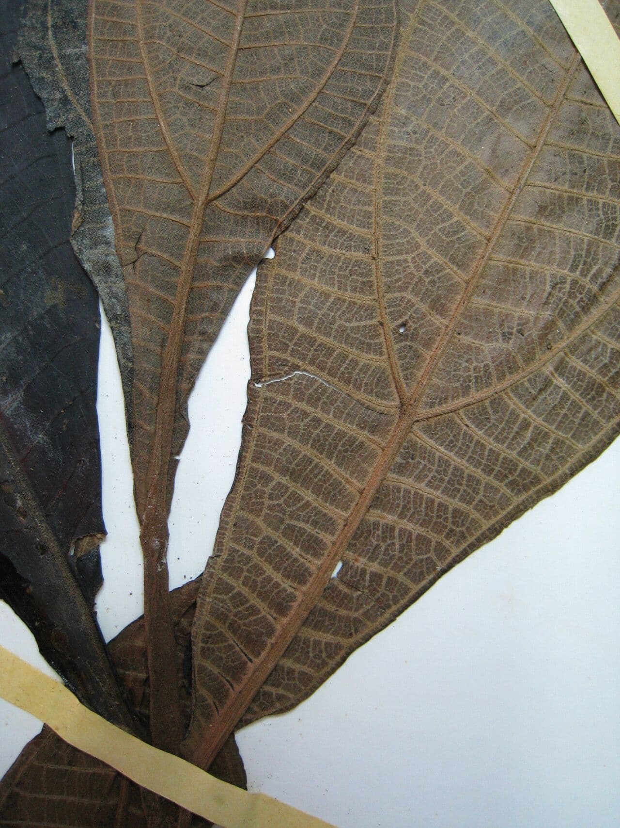 Miconia 5
