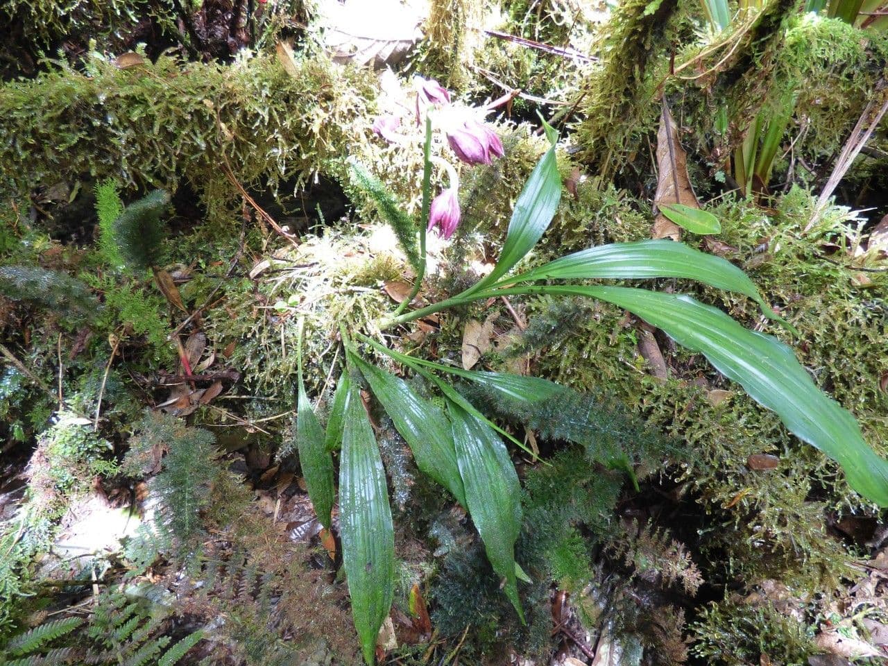 Schöner Phaius 11