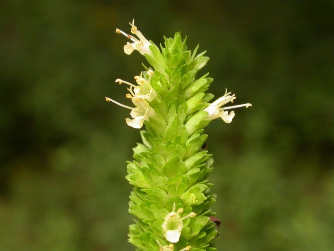 Agastache nepentoide 3